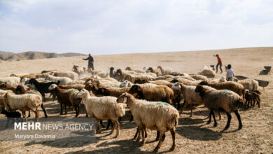 ۱۰۰ راس دام توسط عشایر روستاهای نهبندان به جبهه مقاومت اهدا شد