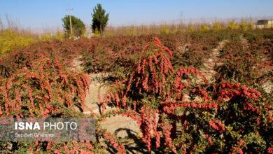 خطر نابودی درخت زرشک بی‌دانه/پسته جای «گنج طلایی طبیعت» می‌نشیند