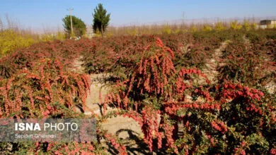 خطر نابودی درخت زرشک بی‌دانه/پسته جای «گنج طلایی طبیعت» می‌نشیند