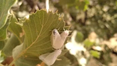 پایگاه اطلاع رسانی ایران