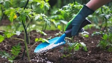 پایگاه اطلاع رسانی ایران