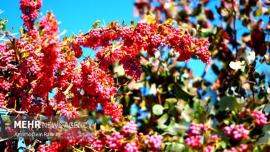 «زرشک» محصولی اقتصادی و سودآور برای باغداران لرستانی