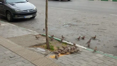 پایگاه اطلاع رسانی ایران
