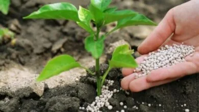 پایگاه اطلاع رسانی ایران