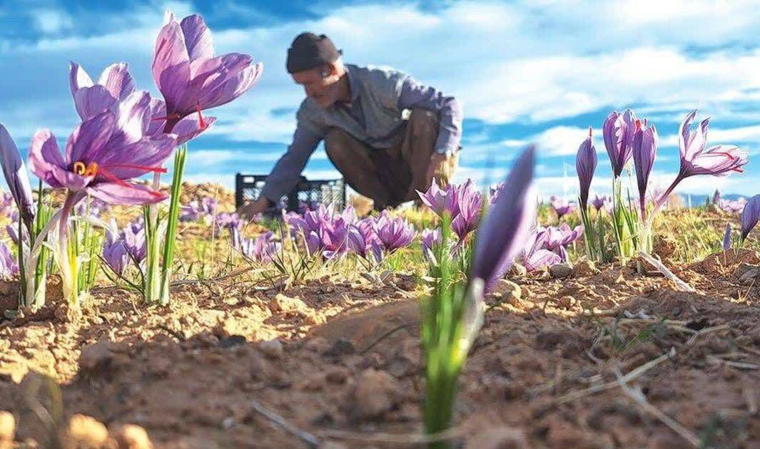 زعفران چهارمحال و بختیاری محصولی با کیفیت جهانی