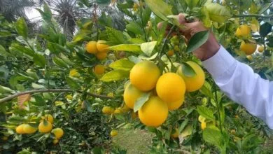 برداشت مرکبات از باغات املش آغاز شده است برداشت مرکبات از باغات املش آغاز شده است