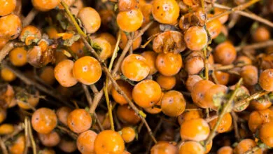 فرماندار شفت با مهر از جشنواره «اربا دوشاب» می گوید فرماندار شفت با مهر از جشنواره «اربا دوشاب» می گوید