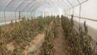 تداوم سرمای شدید محصولات گلخانههای شهرستان مهرستان را خشک کرد تداوم سرمای شدید محصولات گلخانههای شهرستان مهرستان را خشک کرد