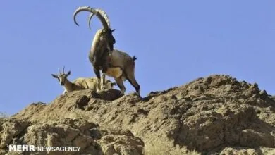 پایگاه اطلاع رسانی ایران