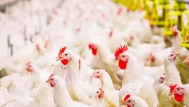 پایگاه اطلاع رسانی ایران
