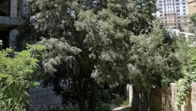 پایگاه اطلاع رسانی ایران