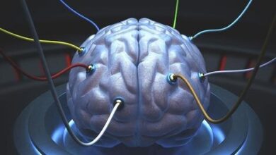 باز گرداندن مغز مرده به زندگی امکان‌پذیر است؟ | مرگ مغزی پایان همه چیز نیست