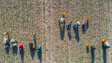 کشاورزان این منطقه زعفران را به چشم عروس می بینند + جزئیات کشاورزان این منطقه زعفران را به چشم عروس می بینند + جزئیات