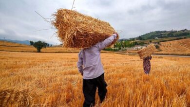 «نیشتر سرشماری» به زخم کشاورزی استان سمنان