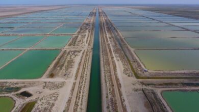 قطب آبزیپروری کشور برق پایدار میخواهد؛ تأمین نیاز سایتهای پرورش میگو قطب آبزیپروری کشور برق پایدار میخواهد؛ تأمین نیاز سایتهای پرورش میگو