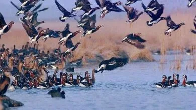 پایگاه اطلاع رسانی ایران