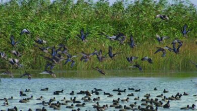 بندر کیاشهر به شبکه جهانی شهرهای تالابی پیوست