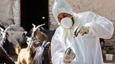 کاهش چشمگیر بیماری بروسلوز و موارد تب مالت انسانی در استان بوشهر