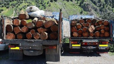 ۴۱۰ کیلوگرم چوب قاچاق از نوع تاغ در نجف‌آباد کشف شد