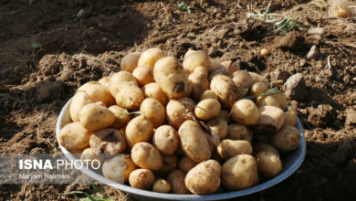 قیمت سیب زمینی‌های واردتی چند؟