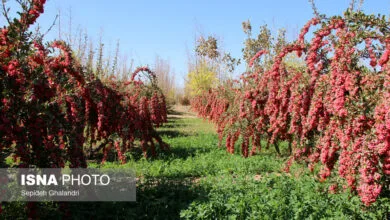 پایگاه اطلاع رسانی ایران