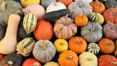 پایگاه اطلاع رسانی ایران