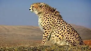 پایگاه اطلاع رسانی ایران