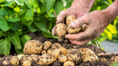 دلایل کمبود و گرانی سیبزمینی تا ۶۰هزار تومان دلایل کمبود و گرانی سیبزمینی تا ۶۰هزار تومان