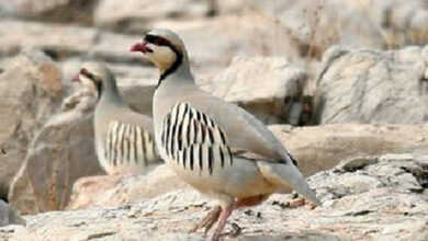 رهاسازی ۱۵ قطعه کبک در طبیعت شهرستان دره شهر