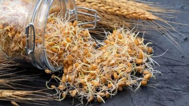 بیمه اجباری گندم و دانه‌های روغنی در آذربایجان شرقی اجرا می‌شود