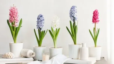پایگاه اطلاع رسانی ایران