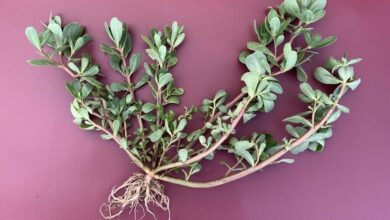 معجزه خرفه ؛ از بهترین گیاه دارویی برای دیابت تا بهبود عملکرد کبد معجزه خرفه ؛ از بهترین گیاه دارویی برای دیابت تا بهبود عملکرد کبد