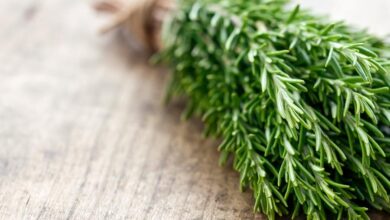 خواص رزماری ؛ طبع گیاه رزماری چیست ؟ خواص رزماری ؛ طبع گیاه رزماری چیست ؟