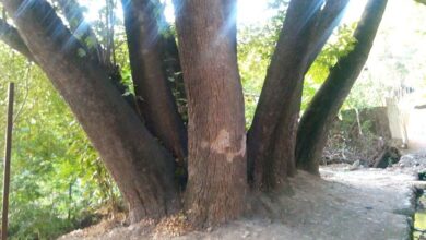 چنار متفاوت تهران را ببینید چنار متفاوت تهران را ببینید