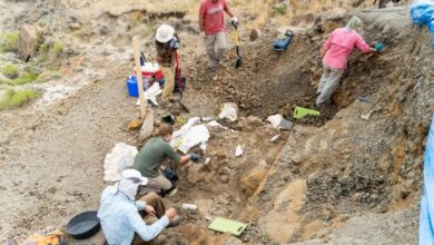 سرنخ‌هایی از زندگی در پایان عصر دایناسورها