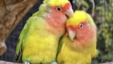 حقایقی جالب درباره پرنده‌ای که به نماد «عشق» تبدیل شده است