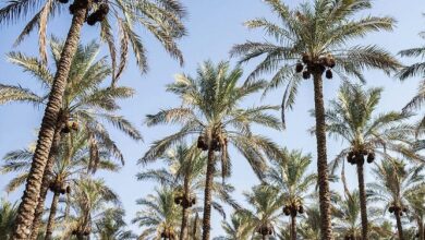 مطالبات و انتظارات حوزه کشاورزی استان بوشهر محقق شود