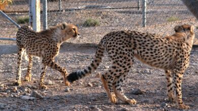 بهبود نسبی حال توران یوزپلنگ آسیایی شاهرود