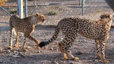 پایگاه اطلاع رسانی ایران