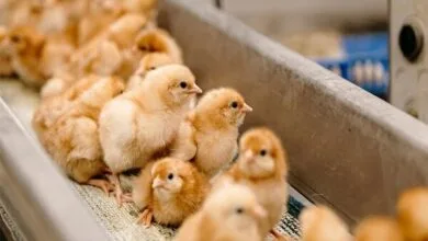 پایگاه اطلاع رسانی ایران