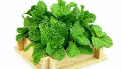 پایگاه اطلاع رسانی ایران