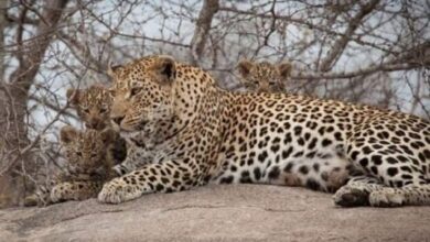 نخستین ثبت پلنگ ایرانی در ارتفاعات شهرستان عسلویه