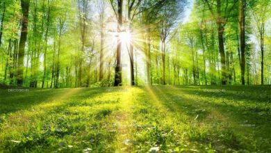 ماجرای نوری که ناگهان در بهشت می تابد و بهشتیان را از لذت بیهوش می کند