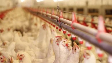 توسعه دانشبنیان صنعت طیور توسعه دانشبنیان صنعت طیور