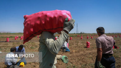 کشف ۸۵۰ تن سیبزمینی احتکار شده در قزوین کشف ۸۵۰ تن سیبزمینی احتکار شده در قزوین