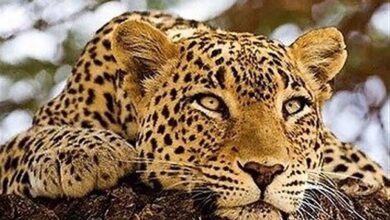 طرفداران مستندهای حیات وحش، سیاسی و تاریخی بیشتر است