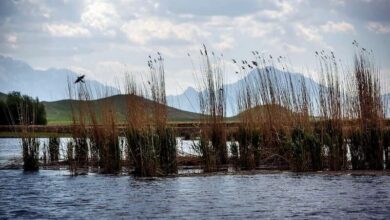 پیگیریم سند «تالاب هشیلان» به نام محیط زیست کرمانشاه زده شود
