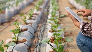 افتتاح بزرگترین گلخانه هیدروپونیک شمال کشور در گلستان