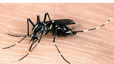 افزایش قابل توجه تب دنگی در کشور طی امسال افزایش قابل توجه تب دنگی در کشور طی امسال