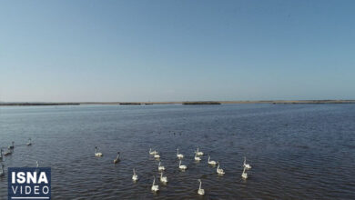 ویدیو/ گیلان، بهشت پرندگان مهاجر در برابر چالش‌های زیست‌محیطی